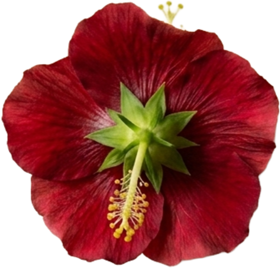 Hibiscus