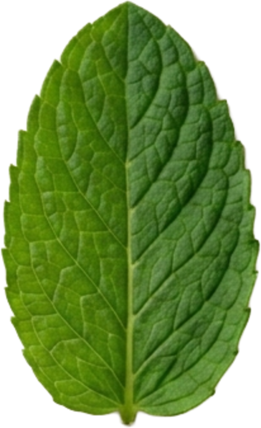Menthe