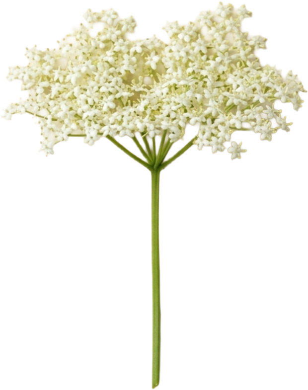 Fleur de sureau